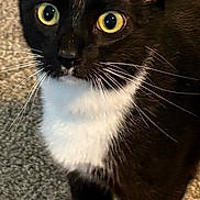 Jax joined the competition — help win amazing prizes! cat, tuxedo_cat, black_and_white, yellow_eyes, whiskers, alert, pet, indoor, carpet, fur, animal, mammal, cute, domestic_cat, standing, curious, close_up, face, paws