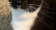 Jax joined the competition — help win amazing prizes! cat, tuxedo_cat, yellow_eyes, white_paws, whiskers, curious, indoor, carpet, pet, feline, black_and_white, alert, close_up, standing, animal, cute, domestic_cat, fur, mammal, looking_up
