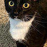 cat, tuxedo_cat, yellow_eyes, white_paws, whiskers, curious, indoor, carpet, pet, feline, black_and_white, alert, close_up, standing, animal, cute, domestic_cat, fur, mammal, looking_up