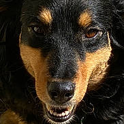 Janie is registered to the contest to win money with this photo: dog, close_up, black_fur, brown_fur, teeth, snout, animal, pet, canine, face, fur, outdoor, nature, expression, smile, portrait, muzzle, whiskers, brown_eyes, nose