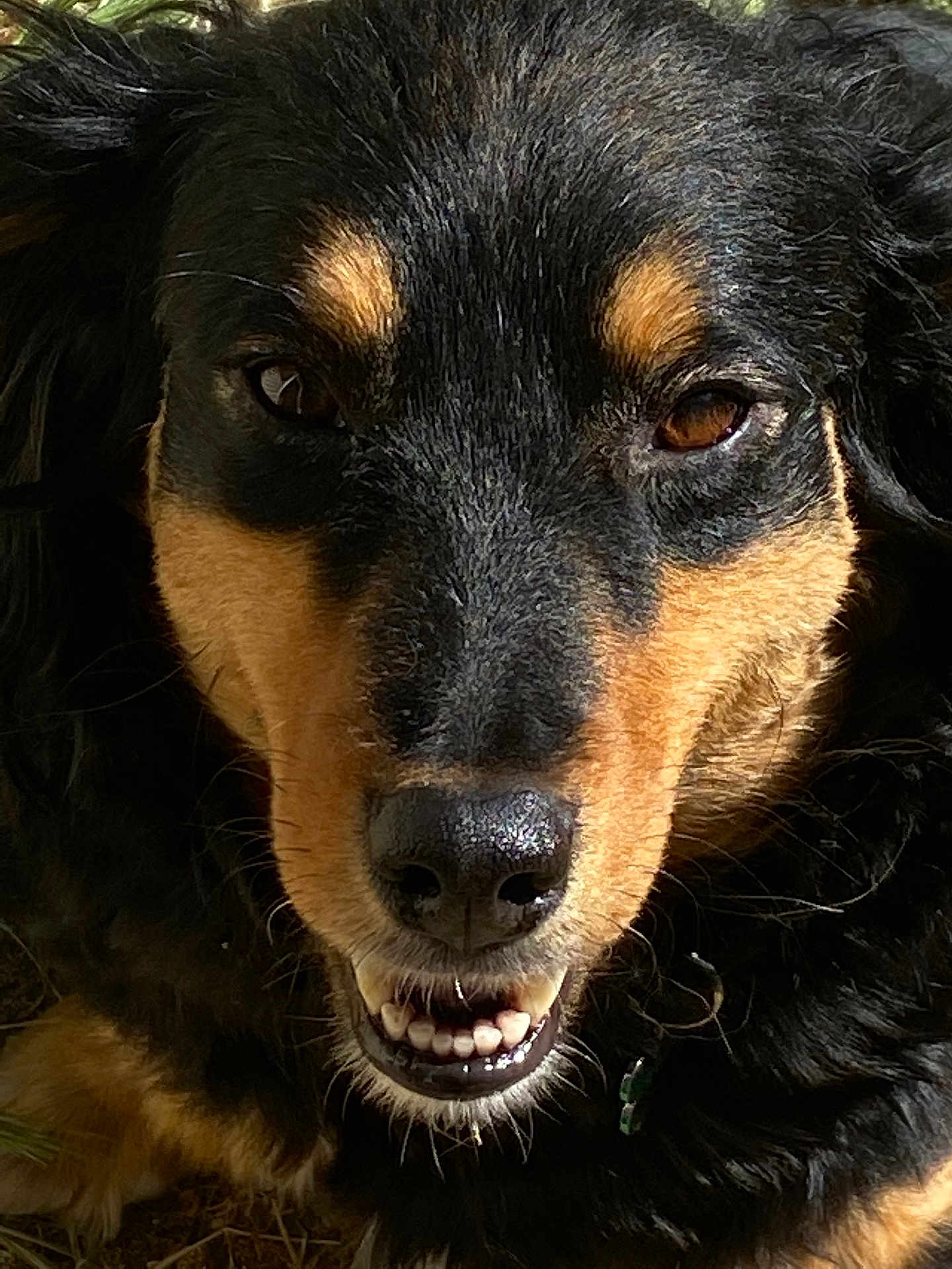 Janie is registered to the contest to win money with this photo: dog, close_up, black_fur, brown_fur, teeth, snout, animal, pet, canine, face, fur, outdoor, nature, expression, smile, portrait, muzzle, whiskers, brown_eyes, nose