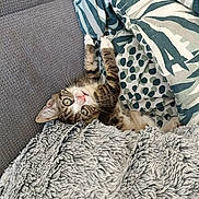 Bella participe au concours pour gagner de l'argent avec cette photo : kitten, cat, blanket, couch, fur, pet, cozy, indoor, cute, animal, tabby, whiskers, claws, playful, resting, texture, soft, comfort, domestic, relaxation