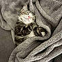 Bella participe au concours pour gagner de l'argent avec cette photo : kitten, cat, sleeping, blanket, cozy, tabby, fur, pink_nose, cute, resting, domestic_cat, indoor, soft_texture, relaxation, pet, animal, comfort, snuggled, feline, adorable