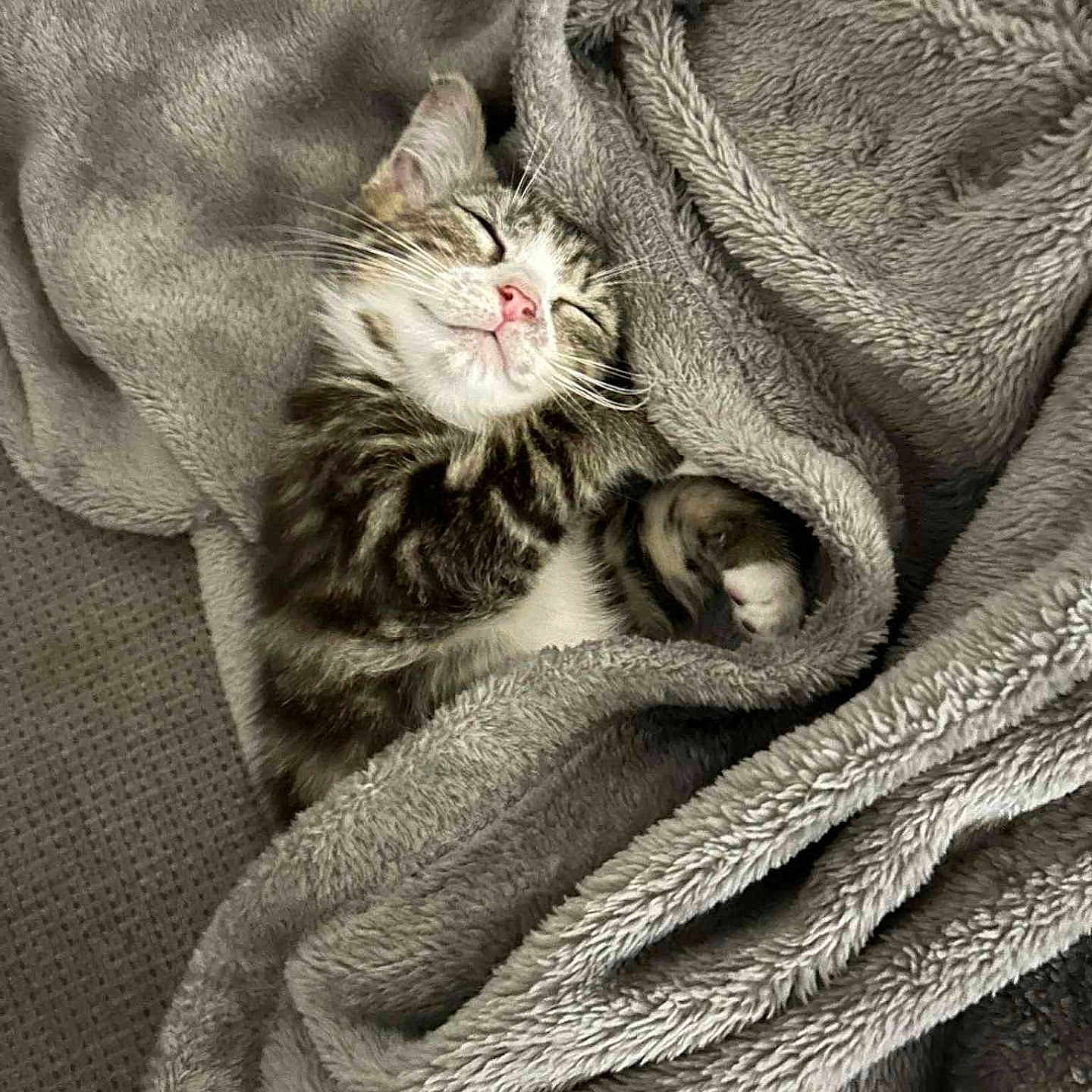 Bella participe au concours pour gagner de l'argent avec cette photo : adorable, animal, blanket, cat, comfort, cozy, cute, domestic_cat, feline, fur, indoor, kitten, pet, pink_nose, relaxation, resting, sleeping, snuggled, soft_texture, tabby