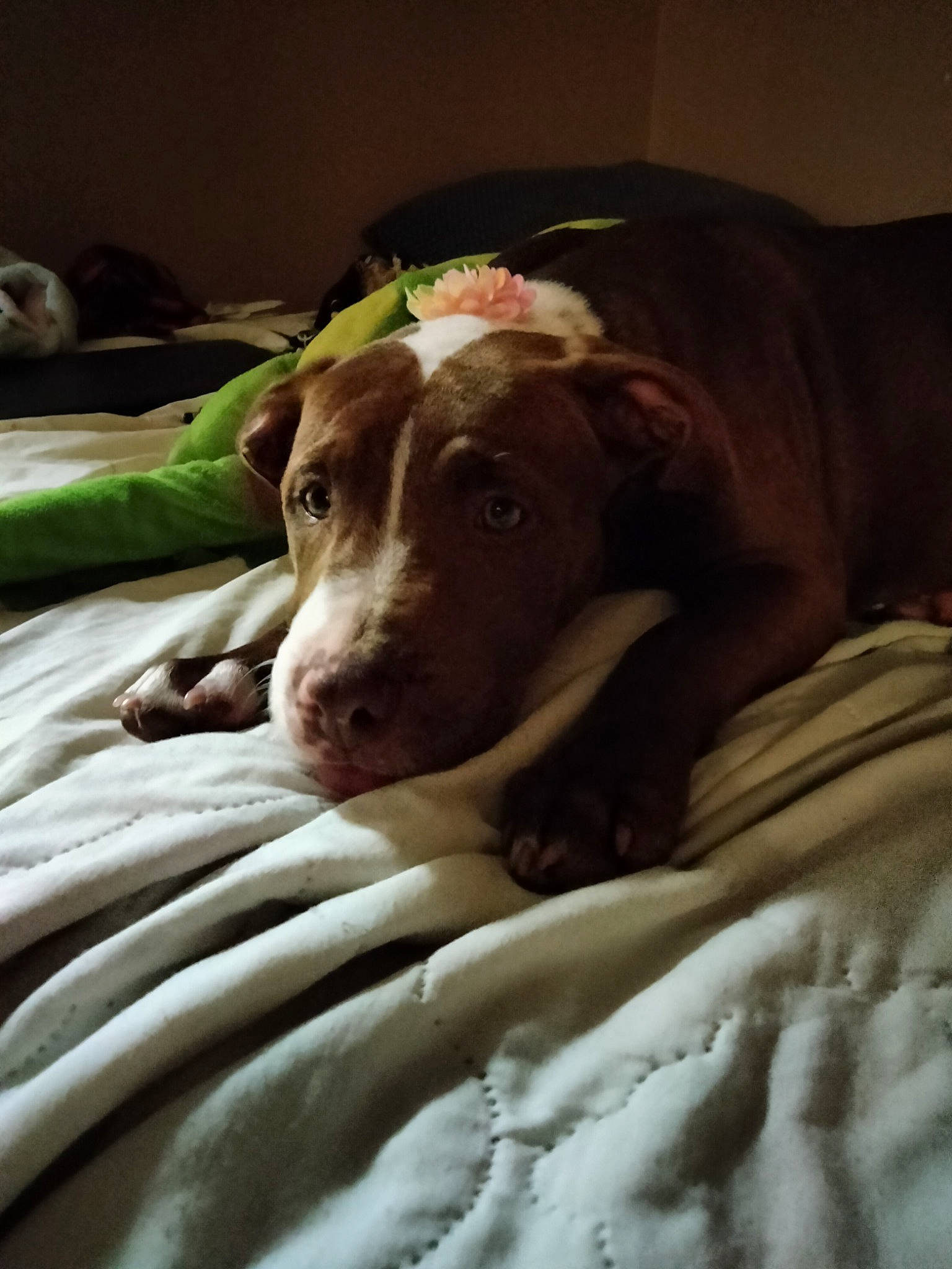 Mocha is registered to the contest to win money with this photo: bedding, blanket, canidae, carnivore, comfort, companion_dog, dog, dog_breed, fawn, fur, gun_dog, linens, liver, non_sporting_group, pointer, snout, sporting_group, terrestrial_animal, whiskers, working_animal