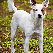 Henry is registered to the contest to win money with this photo: dog, white_dog, animal, pet, outdoor, forest_floor, leafy_ground, alert, standing, ears_up, fur, nature, canine, mammal, tail, curled_tail, brown_patch, focused, background_blur, daylight