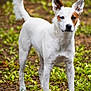 dog, white_dog, animal, pet, outdoor, forest_floor, leafy_ground, alert, standing, ears_up, fur, nature, canine, mammal, tail, curled_tail, brown_patch, focused, background_blur, daylight