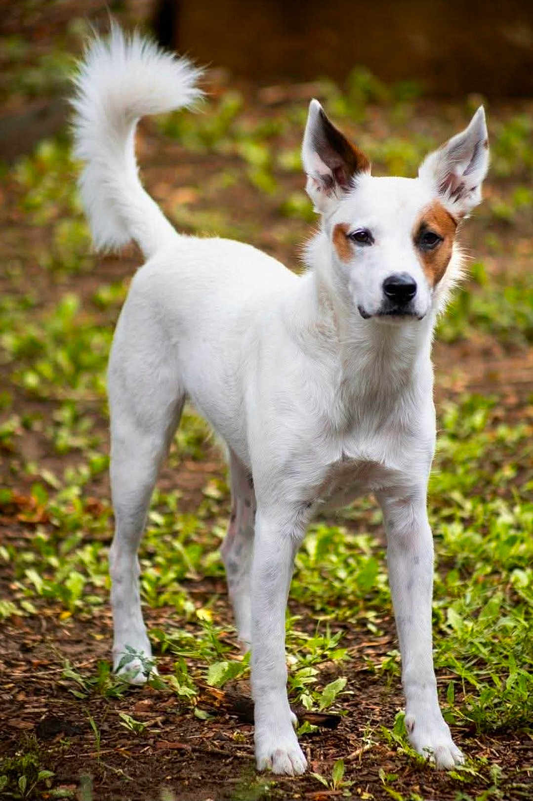 Henry is registered to the contest to win money with this photo: dog, white_dog, animal, pet, outdoor, forest_floor, leafy_ground, alert, standing, ears_up, fur, nature, canine, mammal, tail, curled_tail, brown_patch, focused, background_blur, daylight