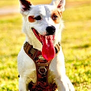 Henry is registered to the contest to win money with this photo: animal, brown_spots, camouflage, canine, closeup, dog, ears_up, friendly, grass, happy, harness, mammal, nature, outdoor, pet, playful, portrait, sunlight, tongue_out, white_fur