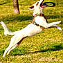 Henry is registered to the contest to win money with this photo: active, animal, canine, catching, daylight, dog, frisbee, fun, grass, harness, jumping, leisure, motion, nature, outdoor, park, pet, playful, sunny, white_dog