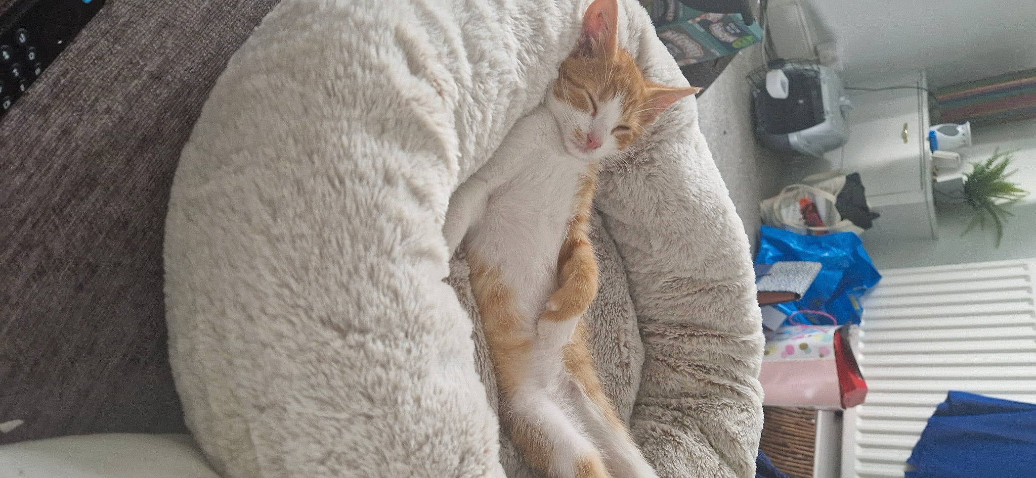 Bowie is registered to the contest to win money with this photo: carnivore, cat, cat_supply, claw, comfort, domestic_short_haired_cat, fawn, felidae, fur, linens, nap, paw, small_to_medium_sized_cats, tail, whiskers