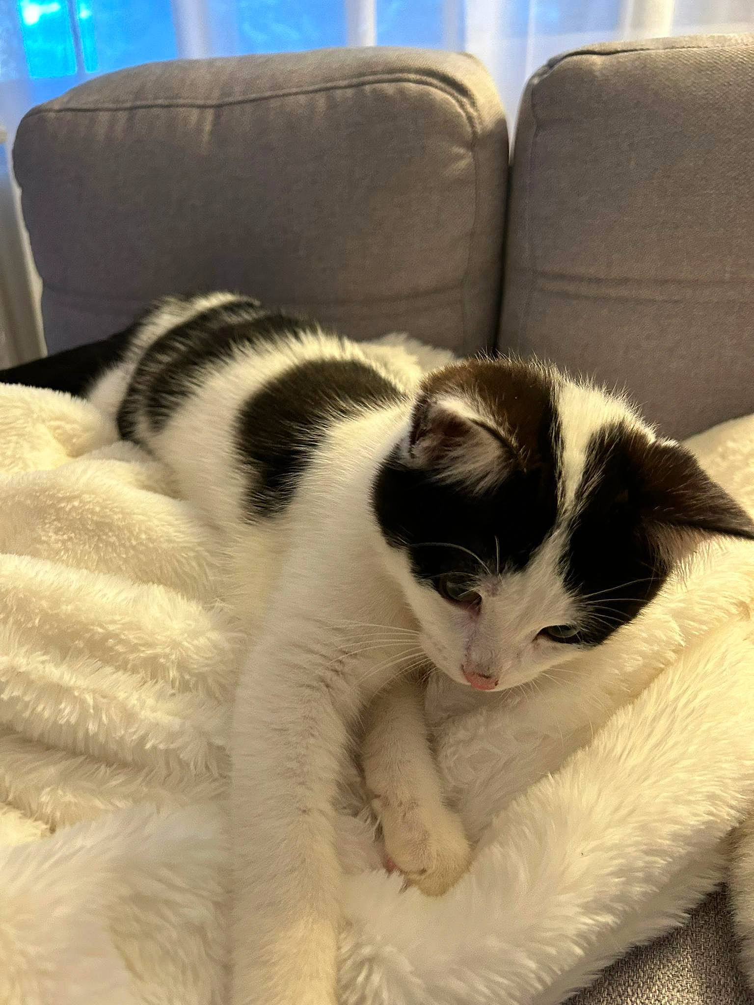 Pablo a rejoint le concours — aidez-le/la à gagner de superbes lots ! carnivore, cat, cat_supply, claw, comfort, couch, domestic_short_haired_cat, felidae, foot, fur, human_leg, monochrome_photography, paw, room, sitting, small_to_medium_sized_cats, snout, tail, whiskers