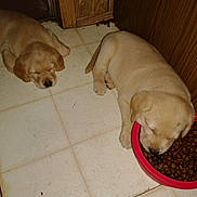 Gunner And Remmy is registered to the contest to win money with this photo: puppies, dog_food, sleeping, floor, tile_floor, red_bowl, indoor, wooden_cabinet, pet, animal, cute, resting, young_dog, light_brown, adorable, two_puppies, kitchen_corner, peaceful, domestic, companion