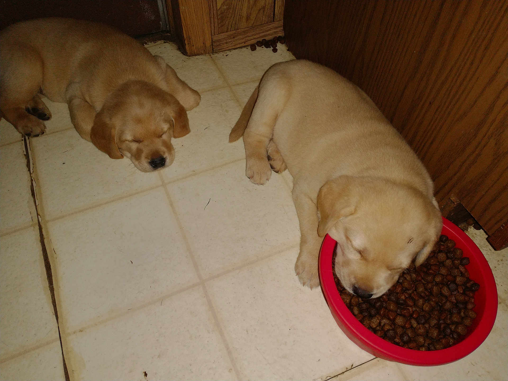 Gunner And Remmy is registered to the contest to win money with this photo: puppies, dog_food, sleeping, floor, tile_floor, red_bowl, indoor, wooden_cabinet, pet, animal, cute, resting, young_dog, light_brown, adorable, two_puppies, kitchen_corner, peaceful, domestic, companion