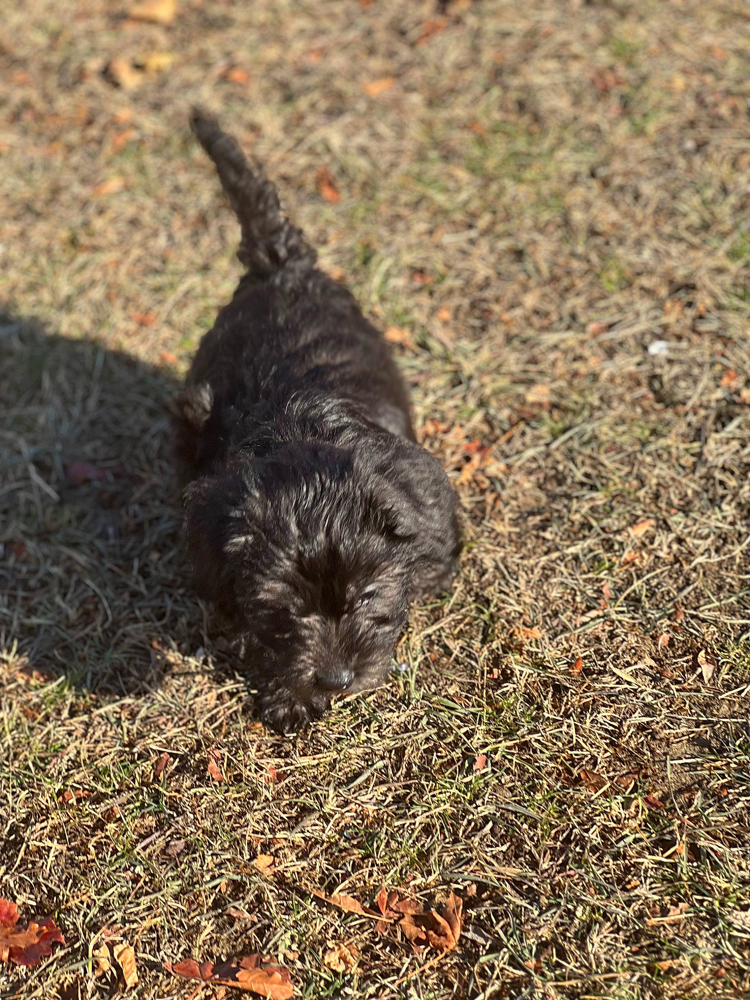 Levi is registered to the contest to win money with this photo: canidae, carnivore, dog_breed, felidae, fur, grass, groundcover, paw, shadow, small_to_medium_sized_cats, snout, soil, sporting_group, tail, terrestrial_animal, water_dog, wildlife, working_animal