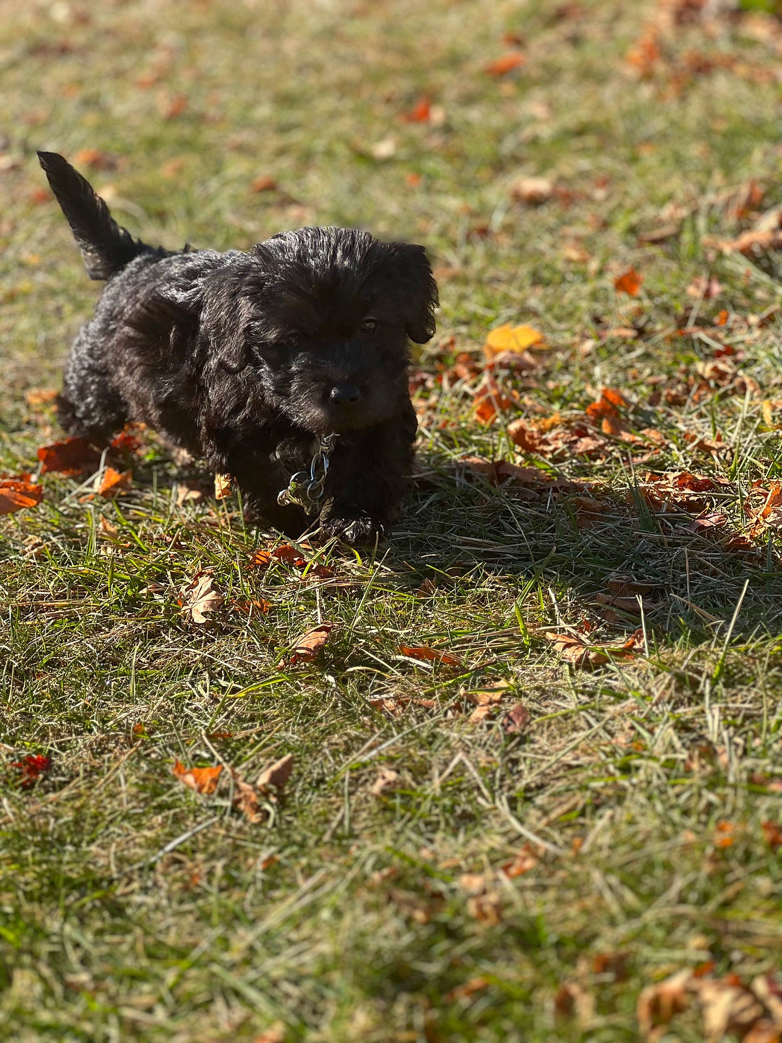 Levi is registered to the contest to win money with this photo: canidae, carnivore, companion_dog, dog, dog_breed, fur, grass, groundcover, non_sporting_group, plant, shadow, small_terrier, soil, sporting_group, tail, terrestrial_animal, terrier, water_dog