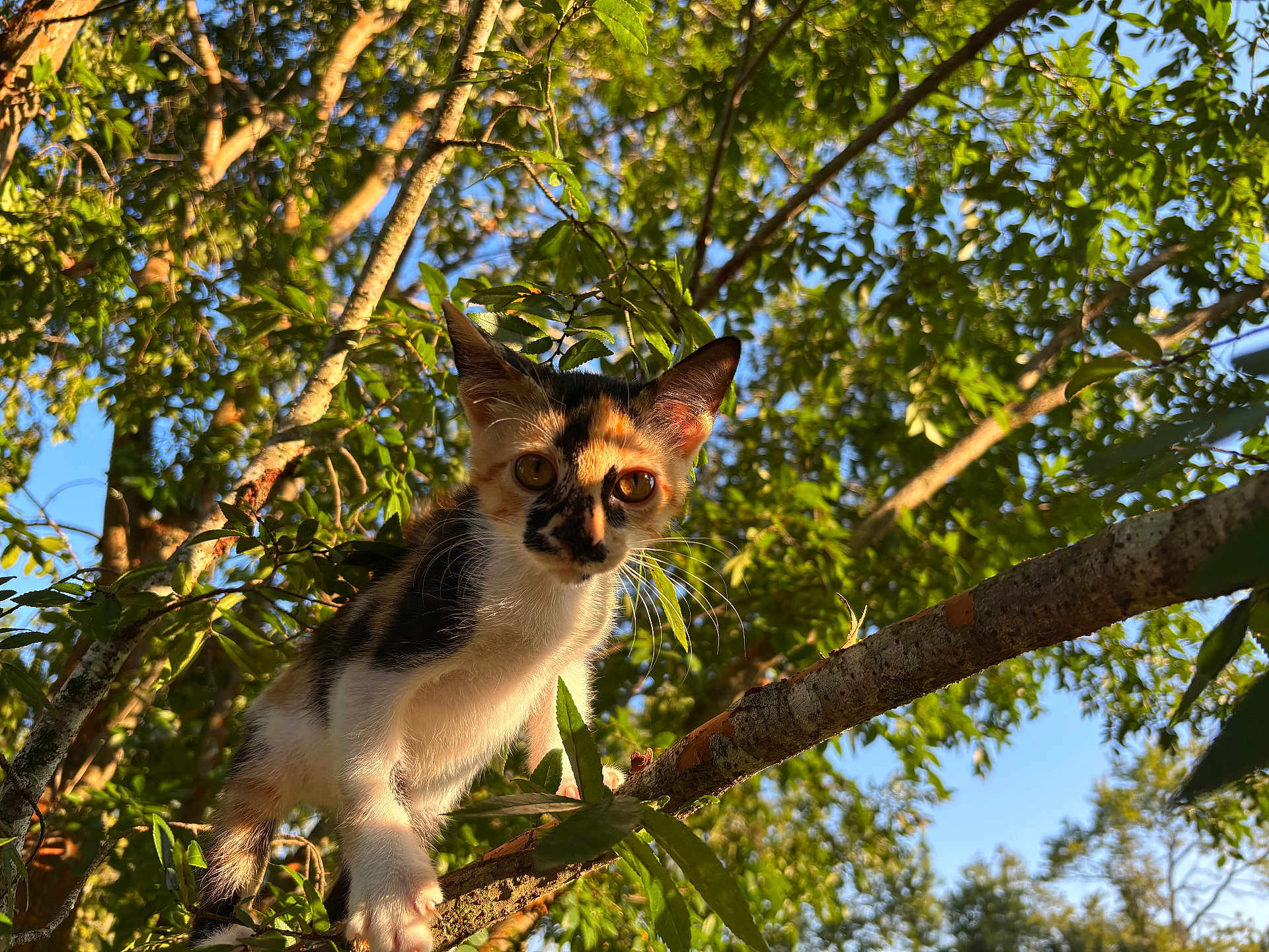 Snickers