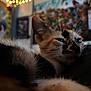 cat, calico, close_up, indoor, feline, whiskers, ears, fur, relaxed, cozy, lights, fairy_lights, blurred_background, wall_art, domestic_animal, pet, portrait, soft_light, sleepy, cute