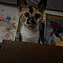 cat, kitten, calico, cardboard_box, indoor, poster, spiderman, plush_toy, curious, wide_eyes, young_animal, feline, pet, close_up, whiskers, ears, face, background, colorful, room