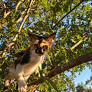 Snickers joined the competition — help win amazing prizes! kitten, cat, calico, tree, branch, leaves, outdoor, nature, sunlight, sunny, animal, pet, young, curious, climbing, greenery, daylight, mammal, whiskers, close_up