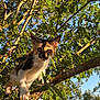kitten, cat, calico, tree, branch, leaves, outdoor, nature, sunlight, sunny, animal, pet, young, curious, climbing, greenery, daylight, mammal, whiskers, close_up