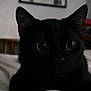 Salem is registered to the contest to win money with this photo: black_cat, cat, close_up, indoor, bed, blanket, pet, animal, curious, feline, whiskers, ears, nose, eyes, portrait, soft_light, cozy, resting, home, furniture