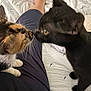 Salem joined the competition — help win amazing prizes! kitten, cat, calico_cat, black_cat, pet, bed, person, shorts, whiskers, fur, curious, close_up, indoor, animal, interaction, playful, domestic, feline, companions, resting