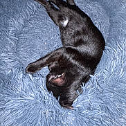 Salem joined the competition — help win amazing prizes! cat, black_cat, pet, sleeping, cozy, fluffy_bed, soft_texture, animal, feline, resting, cute, domestic_animal, fur, bed, comfort, indoor, relaxation, sleep, mammal, snuggled