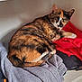 animal, calico, calico_cat, cat, clothing, cozy, curious, fur, gray_sweatshirt, green_eyes, hoodie, household, indoor, laundry, pet, portrait, red_shirt, resting, shelf, whiskers