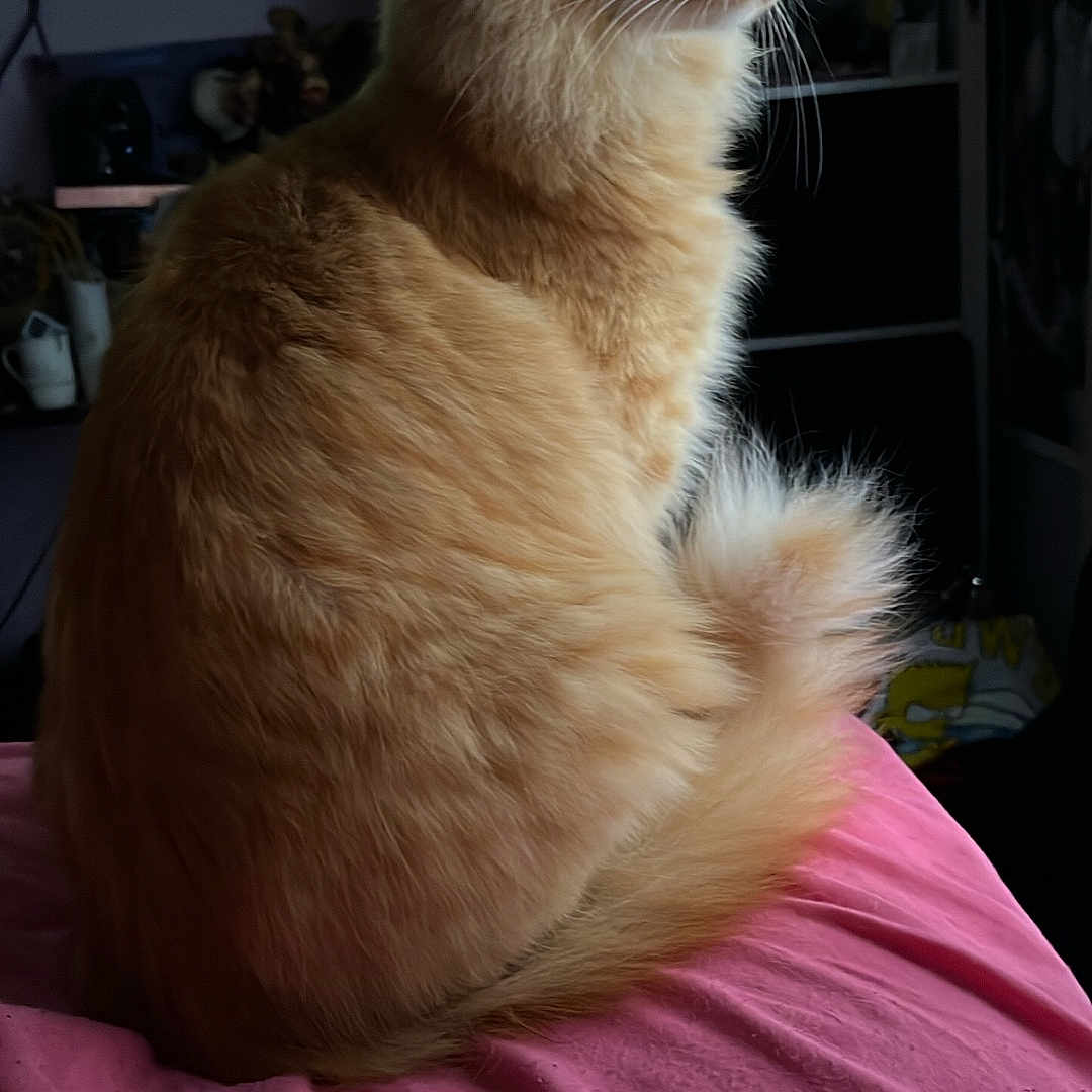 Pumpkin is registered to the contest to win money with this photo: animal, bedspread, cat, cozy, domestic_cat, ears, feline, fluffy, fur, indoor, looking_away, orange_cat, pet, pink, room, side_profile, sitting, soft_light, tail, whiskers