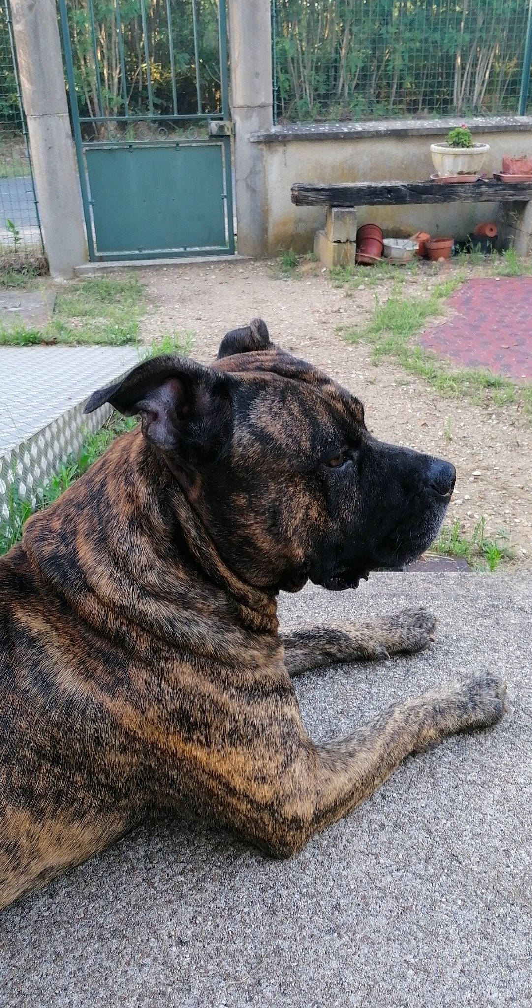 Killer a rejoint le concours — aidez-le/la à gagner de superbes lots ! alano_espanol, alaunt, american_pit_bull_terrier, bullmastiff, canidae, carnivore, cimarron_uruguayo, dog, dog_breed, dogo_sardesco, fawn, fila_brasileiro, guard_dog, mammal, molosser, perro_de_presa_canario, perro_de_presa_mallorquin, snout, treeing_tennessee_brindle, vertebrate