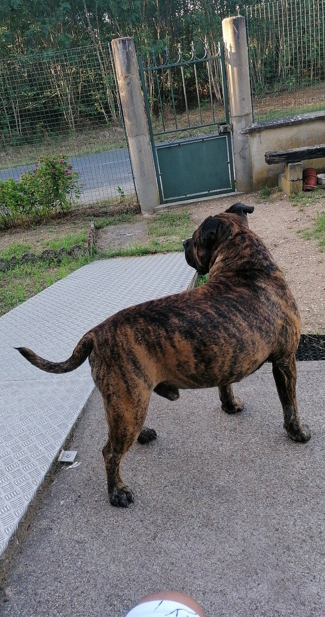 Killer a rejoint le concours — aidez-le/la à gagner de superbes lots ! alaunt, bullmastiff, canidae, carnivore, cimarron_uruguayo, dog, dog_breed, dogo_sardesco, dutch_shepherd_dog, fawn, fila_brasileiro, mammal, non_sporting_group, perro_de_presa_canario, perro_de_presa_mallorquin, rare_breed_dog, tail, treeing_tennessee_brindle, vertebrate