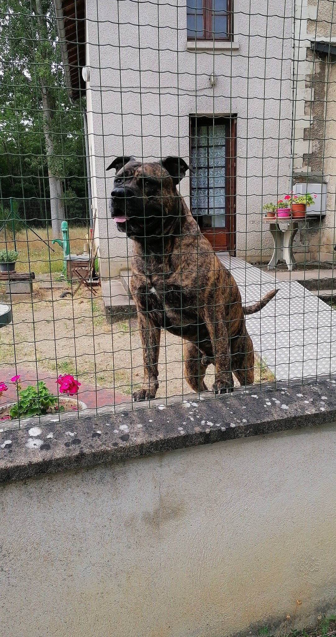 Killer a rejoint le concours — aidez-le/la à gagner de superbes lots ! art, big_cats, building, carnivore, chain_link_fencing, dog, dog_breed, fawn, felidae, fence, flower, mesh, plant, small_to_medium_sized_cats, snout, tail, terrestrial_animal, whiskers, window, wire_fencing