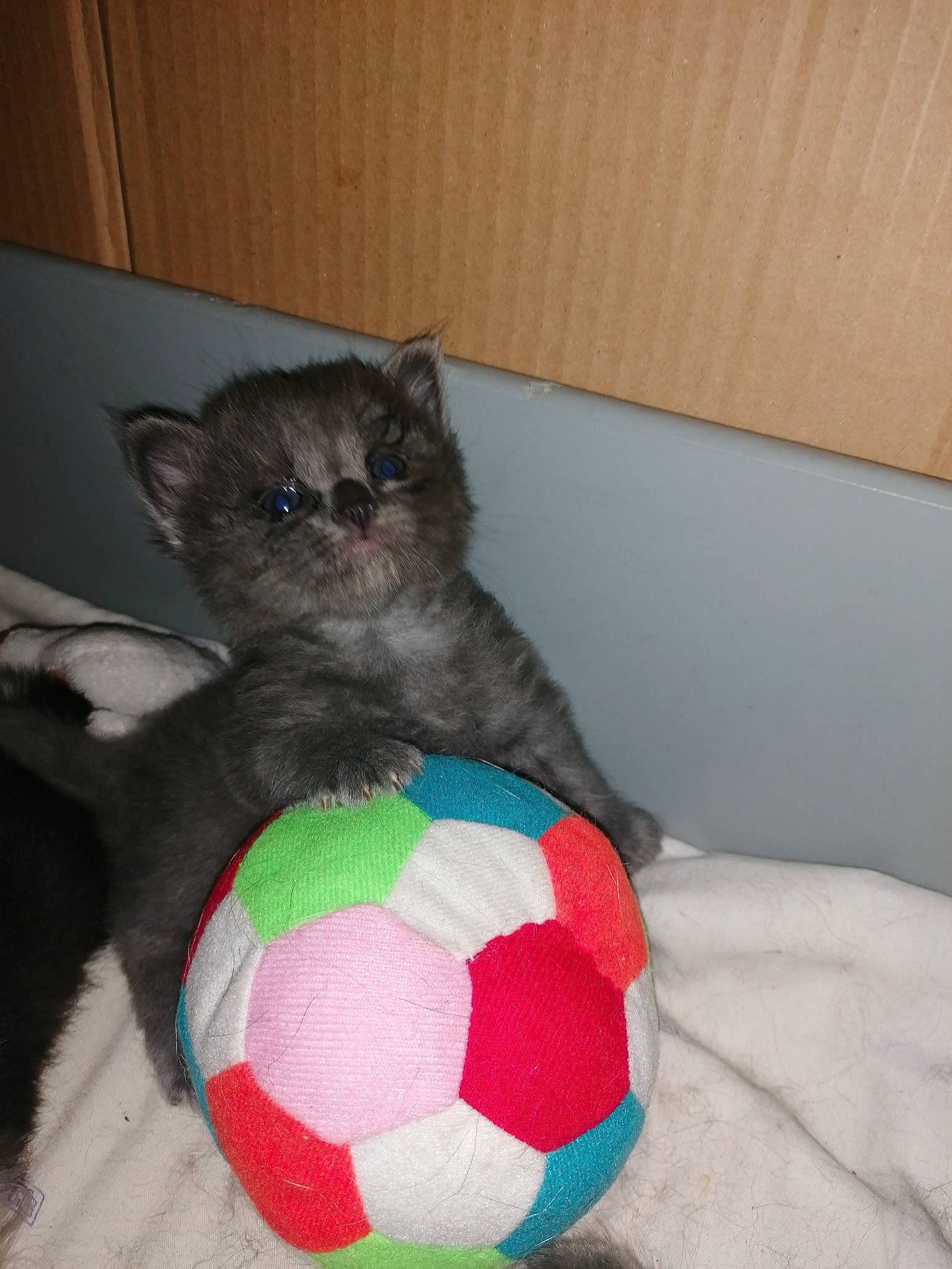 Chanel a rejoint le concours — aidez-le/la à gagner de superbes lots ! ball, carnivore, cat, cat_bed, comfort, couch, domestic_short_haired_cat, felidae, football, fur, pattern, paw, small_to_medium_sized_cats, snout, soccer, soccer_ball, sports_equipment, sports_toy, tail, whiskers