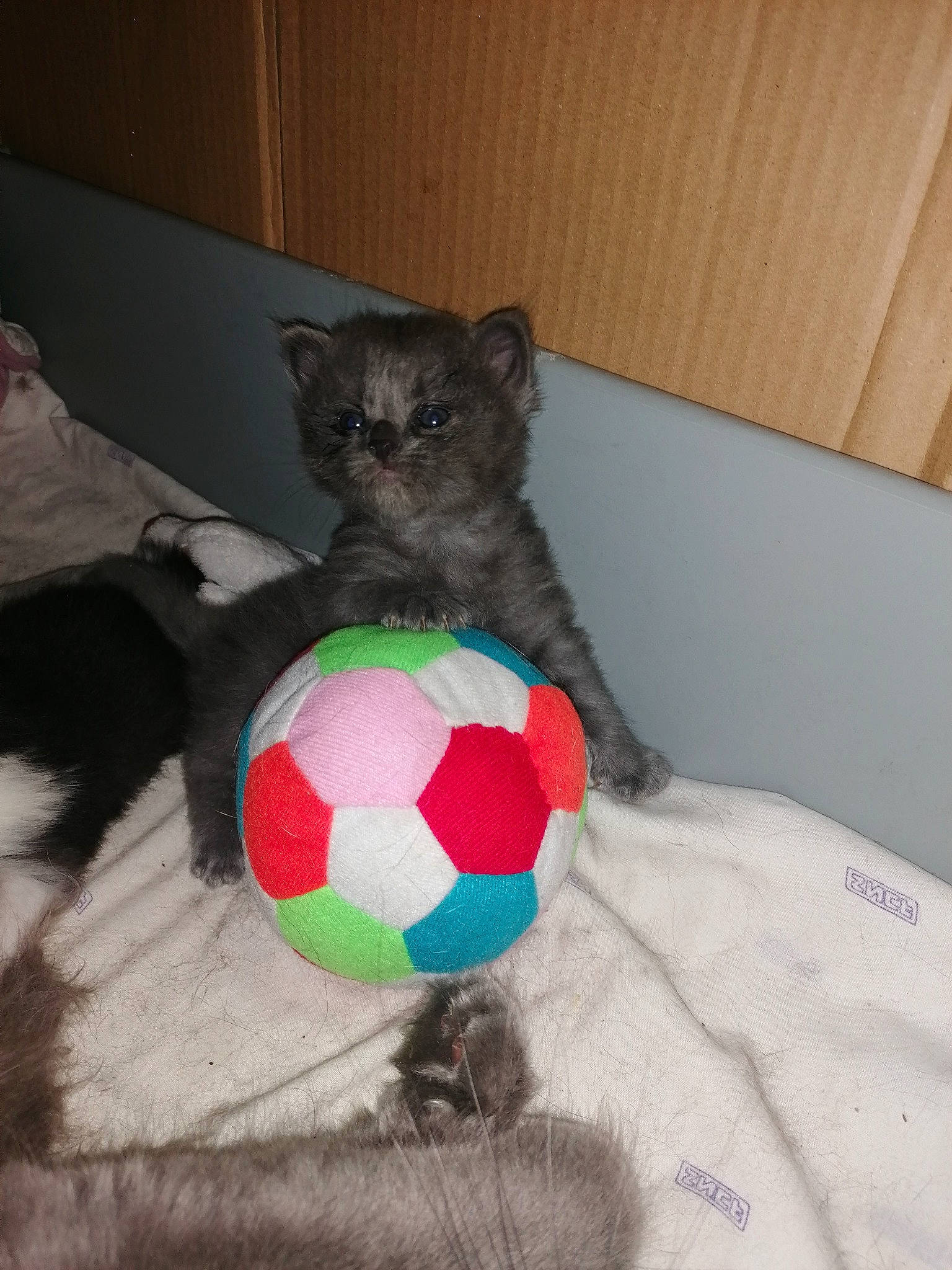 Chanel participe au concours pour gagner de l'argent avec cette photo : ball, black_cat, carnivore, cat, comfort, domestic_short_haired_cat, felidae, flooring, football, fur, human_leg, linens, pattern, personal_protective_equipment, small_to_medium_sized_cats, sports_equipment, sports_toy, stuffed_toy, toy, whiskers