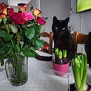 Max a rejoint le concours — aidez-le/la à gagner de superbes lots ! black_cat, cat, chair, domestic_cat, flowers, glass_pitcher, green_leaves, home_decor, indoor, living_room, pet, plant_bulbs, potted_plants, roses, soccer_game, table, tablecloth, television, wooden_chair, yellow_eyes