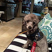 Merry joined the competition — help win amazing prizes! dog, poodle, pet, leash, harness, outdoor, patio, cushion, striped, pillow, grill, tile_floor, night, chair, flower, backyard, furniture, curious, sitting, animal