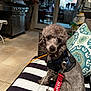 dog, poodle, pet, leash, harness, outdoor, patio, cushion, striped, pillow, grill, tile_floor, night, chair, flower, backyard, furniture, curious, sitting, animal