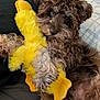 dog, puppy, plush_toy, yellow_duck, bed, bedding, black_bedspread, plaid_pillow, curly_fur, brown_dog, pet, cute, indoors, relaxed, lying_down, toy, animal, cozy, soft_texture, friendly