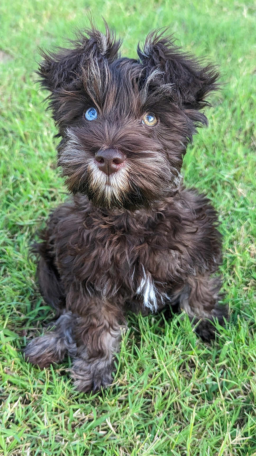 Ollie