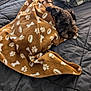 Ollie is registered to the contest to win money with this photo: dog, blanket, bed, brown_blanket, paw_prints, bones_pattern, sleeping, cozy, indoor, resting, plaid_blanket, quilted_bedspread, pet, fur, snuggled, animal, cute, relaxation, home, comfort