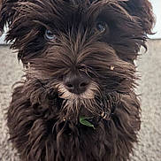 Ollie is registered to the contest to win money with this photo: dog, puppy, brown_fur, curly_fur, pet, animal, cute, carpet, indoor, leaf, fur, close_up, face, eyes, adorable, standing, canine, mammal, domestic_animal, portrait
