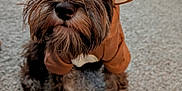 Ollie is registered to the contest to win money with this photo: dog, puppy, hoodie, costume, brown, carpet, indoor, pet, cute, toy, playful, fur, ears, animal, sitting, looking_up, closeup, cozy, home, curious