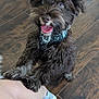 Ollie joined the competition — help win amazing prizes! dog, puppy, pet, happy, playful, curly_hair, brown_fur, tongue_out, indoor, wooden_floor, person, leg, sneaker, footwear, close-up, domestic_animal, cute, companion, animal, friendly