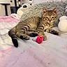 Ozzyy joined the competition — help win amazing prizes! kitten, tabby_cat, bed, blanket, pillow, plush_toy, cat_tree, indoor, pet, feline, toy_mouse, pink, white, fur, sleepy, relaxed, collar, soft, cute, animal