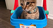 Ozzyy joined the competition — help win amazing prizes! kitten, cat, toy_cart, collar, indoor, wood_floor, red, blue, curious, pet, young_animal, domestic_cat, playful, cute, small, feline, collar_bell, animal, looking_away, household