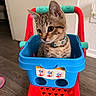kitten, cat, toy_cart, collar, indoor, wood_floor, red, blue, curious, pet, young_animal, domestic_cat, playful, cute, small, feline, collar_bell, animal, looking_away, household