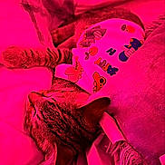 Ozzyy joined the competition — help win amazing prizes! cat, tabby_cat, sleeping, cozy, blanket, pillow, fabric, pattern, indoor, resting, pet, animal, cute, fur, whiskers, relaxing, soft, closeup, comfort, nap