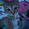 Ozzyy is registered to the contest to win money with this photo: kitten, cat, close_up, cute, pet, animal, fur, whiskers, eyes, clothing, colorful, blanket, indoor, cozy, soft, playful, young, adorable, portrait, feline