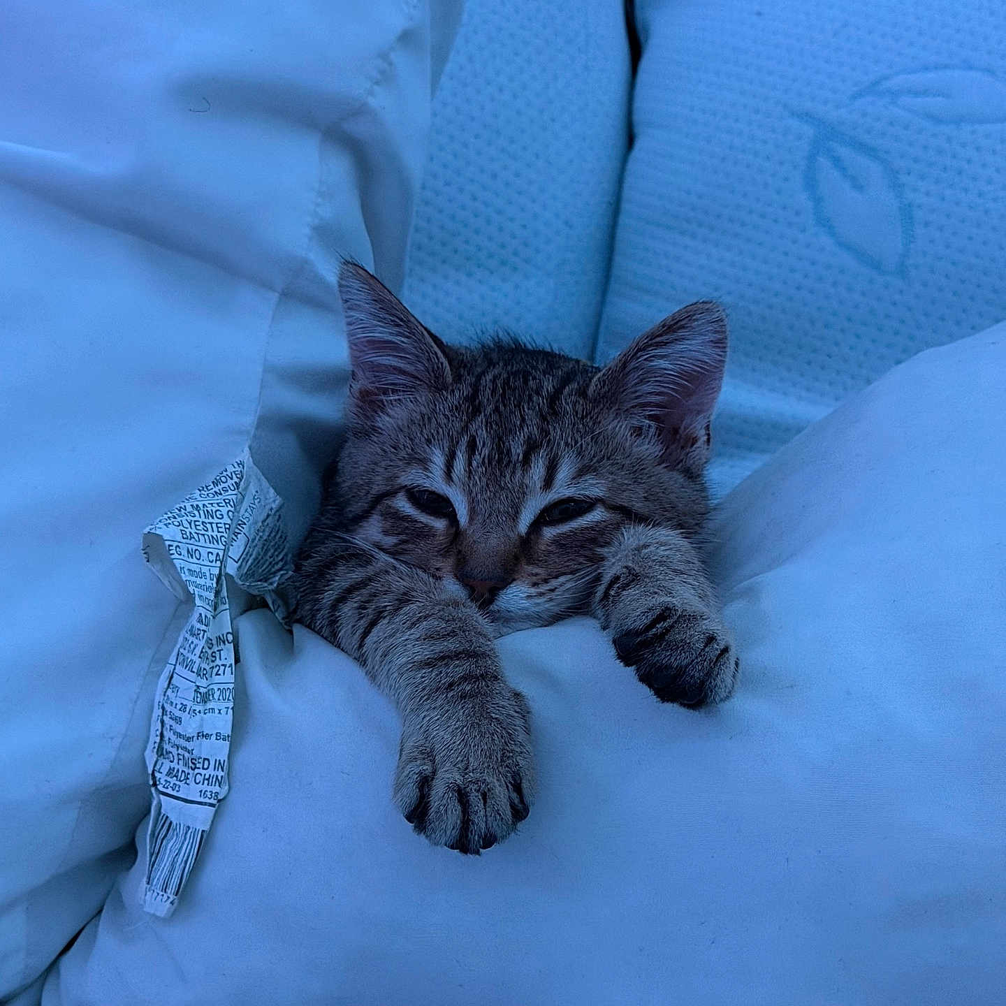 Ozzyy joined the competition — help win amazing prizes! cat, kitten, tabby, sleepy, pillow, cozy, indoor, pet, animal, cute, resting, soft, white, fur, closeup, relaxing, comfort, nap, home, feline